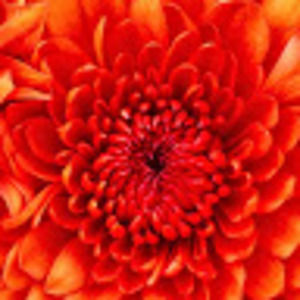 Meet your Posher, Zoila